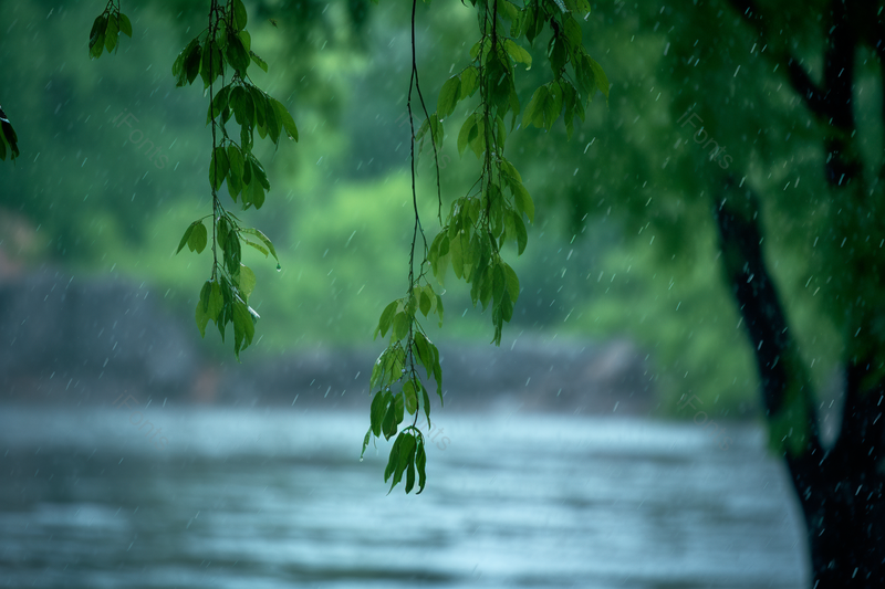 狂风暴雨中被捶打的树叶自然美景,高清,摄影图,摄影图片,图片大全,摄影图免费下载